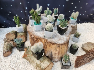 5.5cm Square Glass Pot with Plant (12)